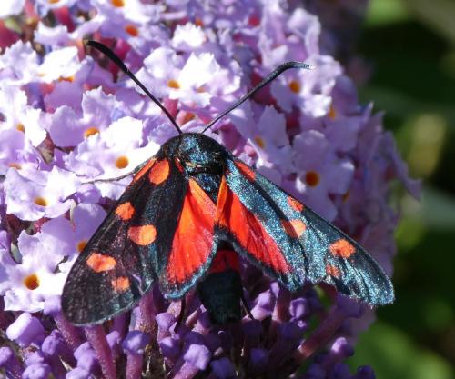 Zygaena ephialtes